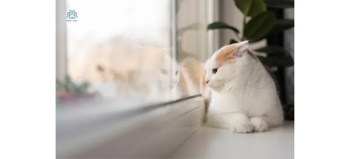 Dejar a tu gato en casa durante vacaciones: guía segura