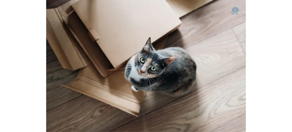 Mudarte con un gato: cómo reducir su estrés