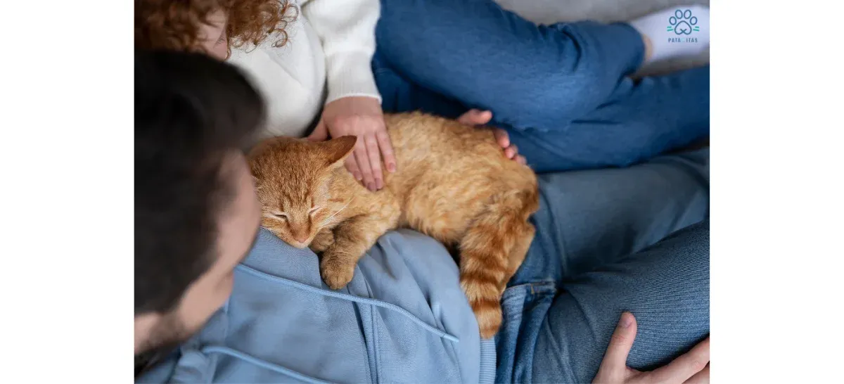 ¿Por qué mi gato duerme encima de mí?