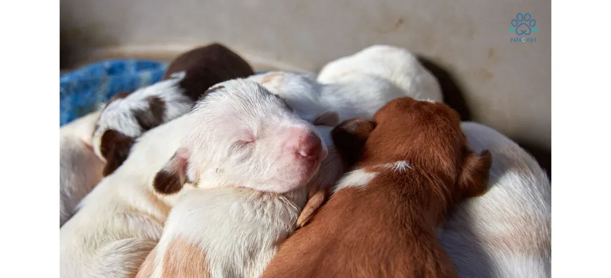 Cuidados de un cachorro durante sus primeros meses