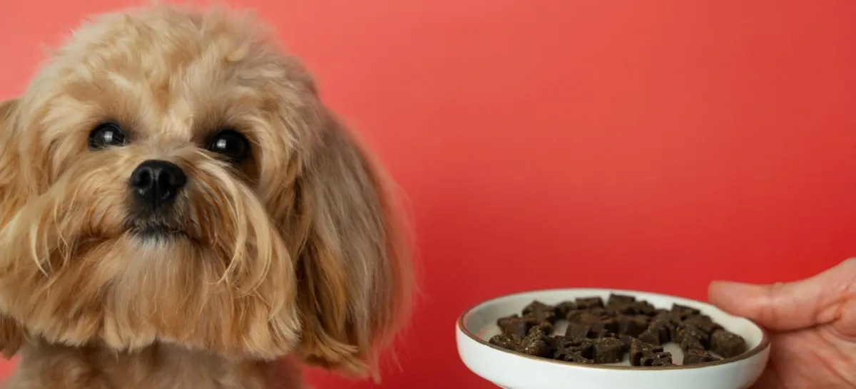 Alimentos peligrosos para perros y gatos: guía