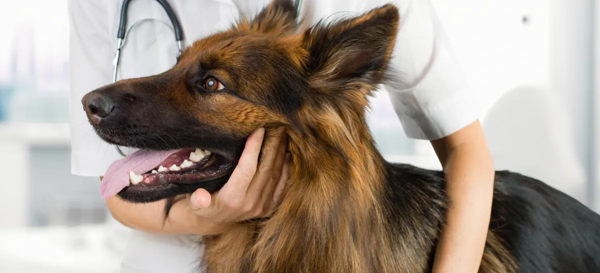 Hospital Veterinario Pachuca
