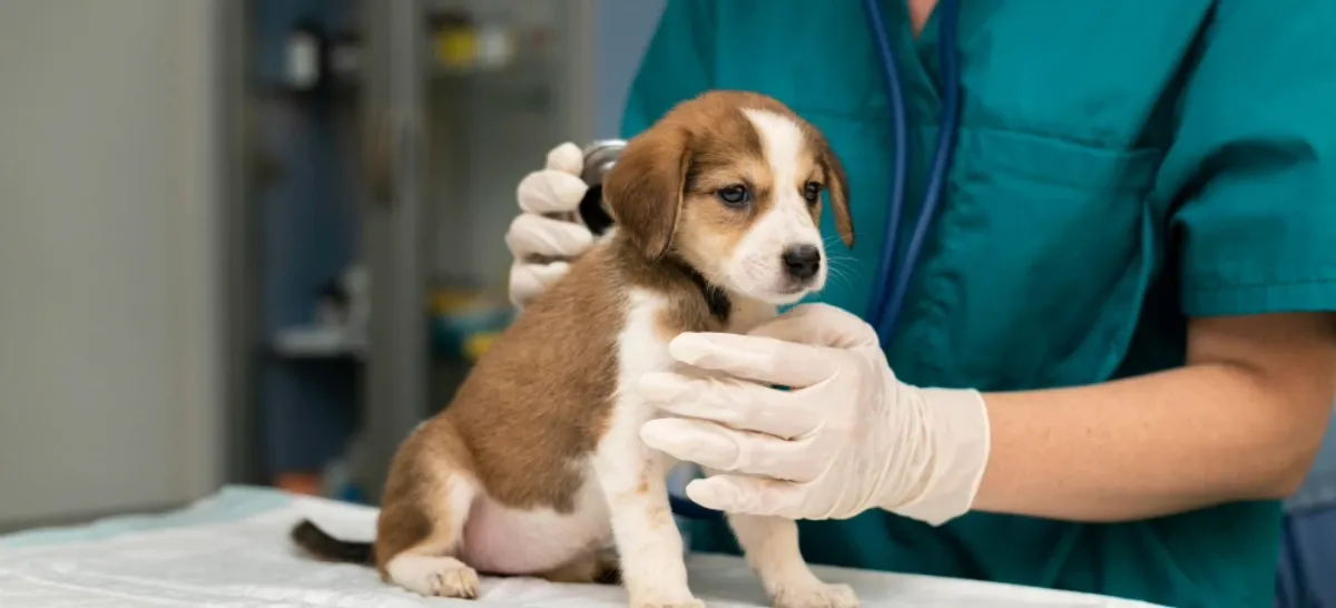 Animalia Veterinaria Integral