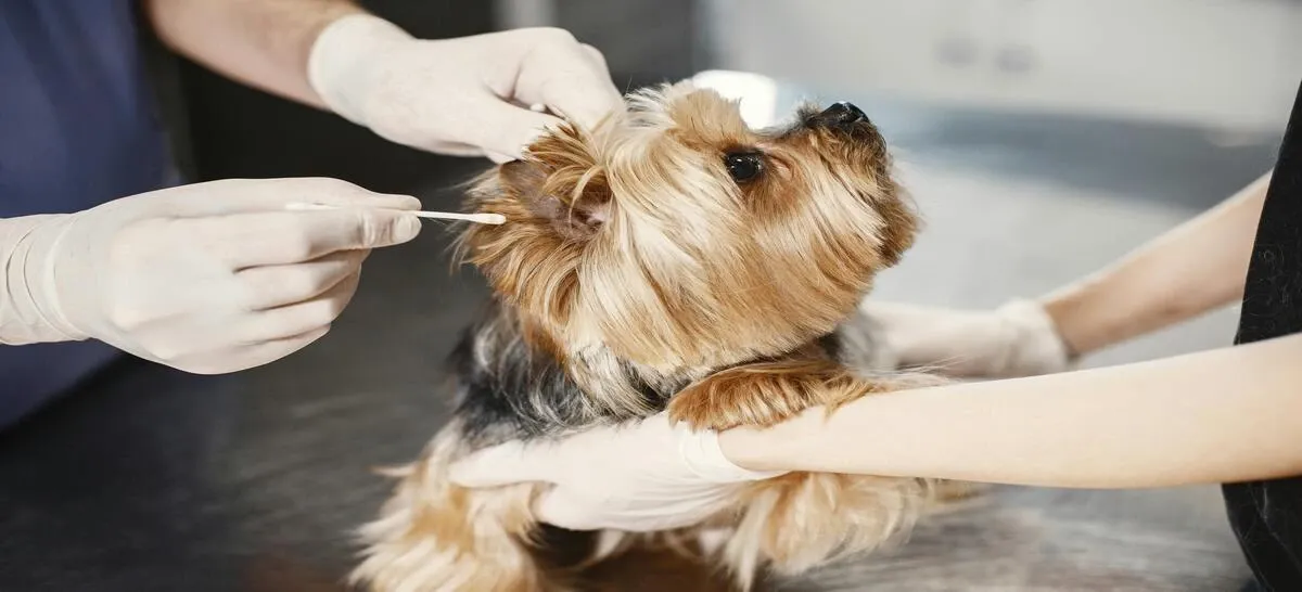 Inovet Centro Veterinario Suc. “La 56”
