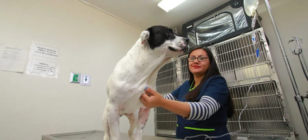 Pascal Hospital Veterinario Y Estética Canina