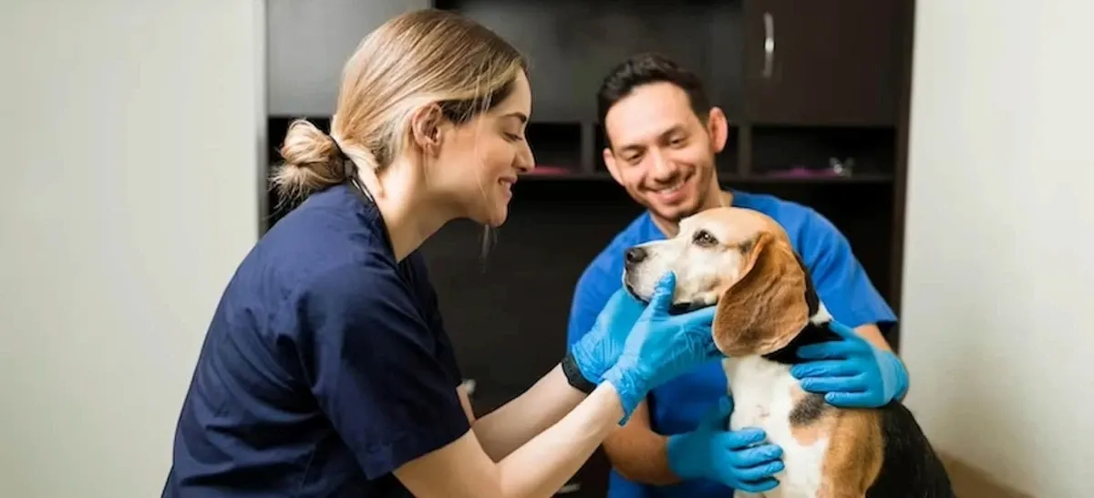 Clinica Veterinaria San Francisco de Asís