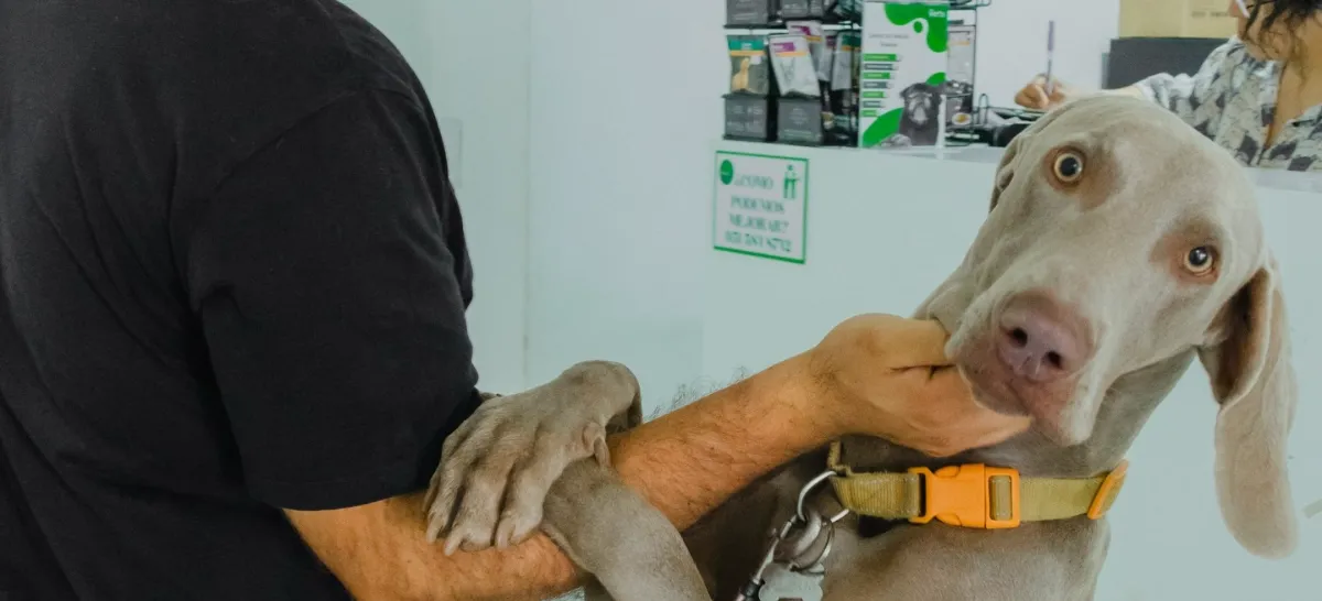 Veterinaria Los Vets Oaxaca