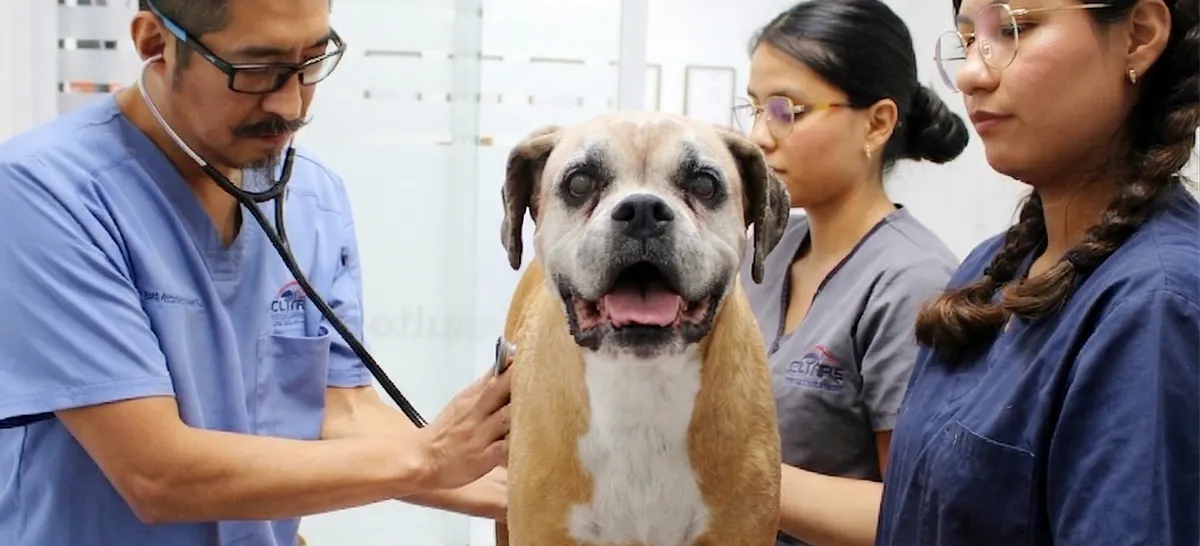 Clínica Veterinaria de Especialidades de Morelos