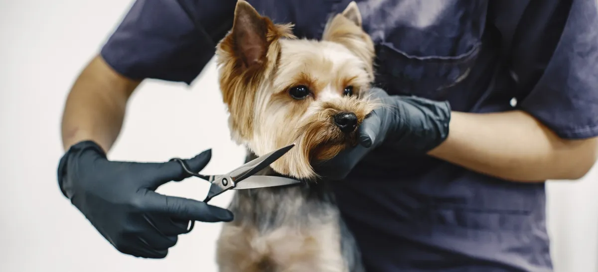 Kronos Veterinaria y Estética