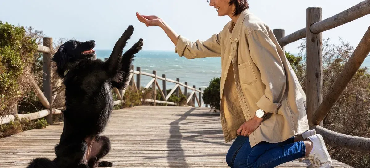 Entrenamiento de perros con refuerzo positivo: guía