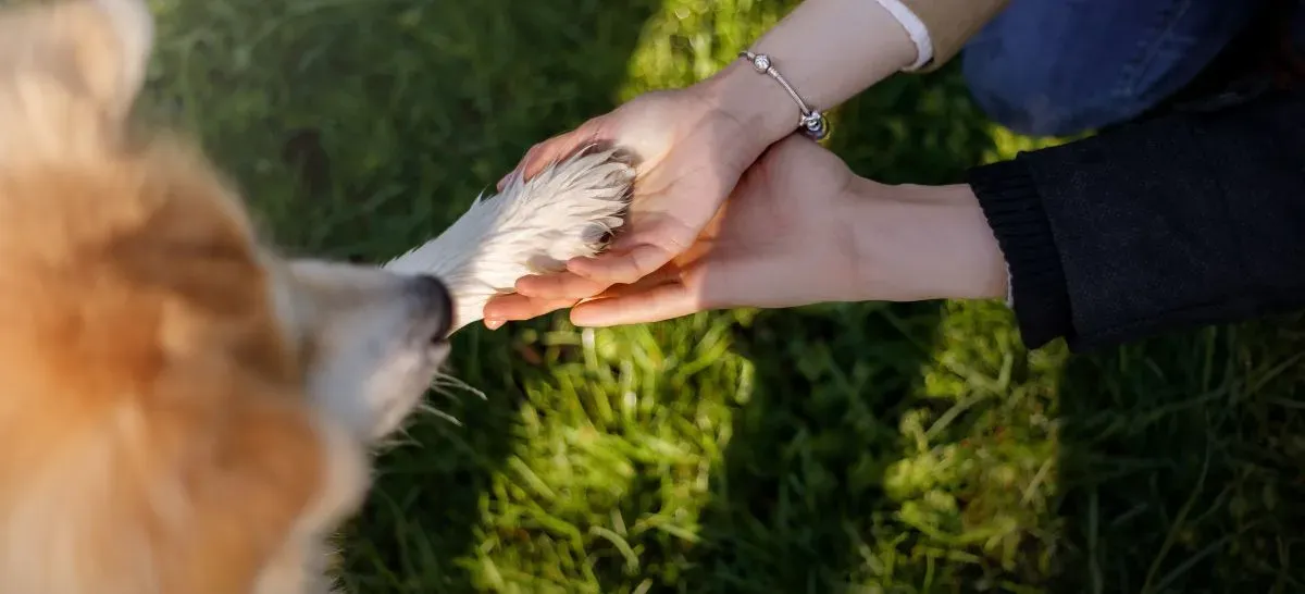 El estrés en mascotas: Cómo identificarlo y reducirlo
