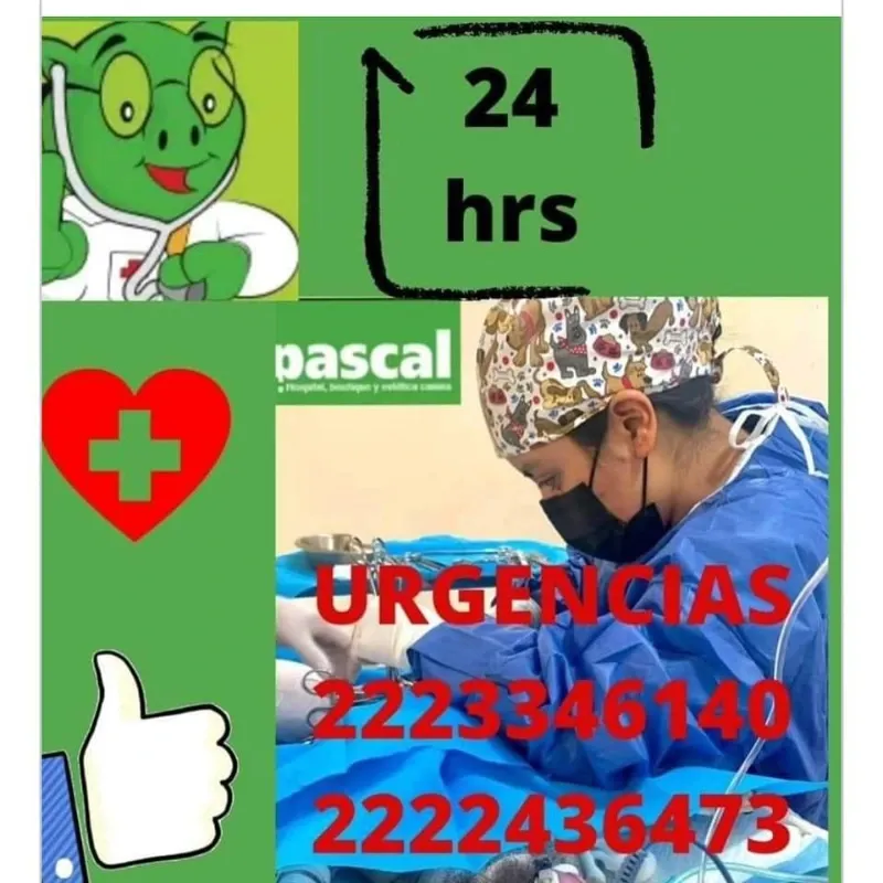 Pascal Hospital Veterinario Y Estética Canina