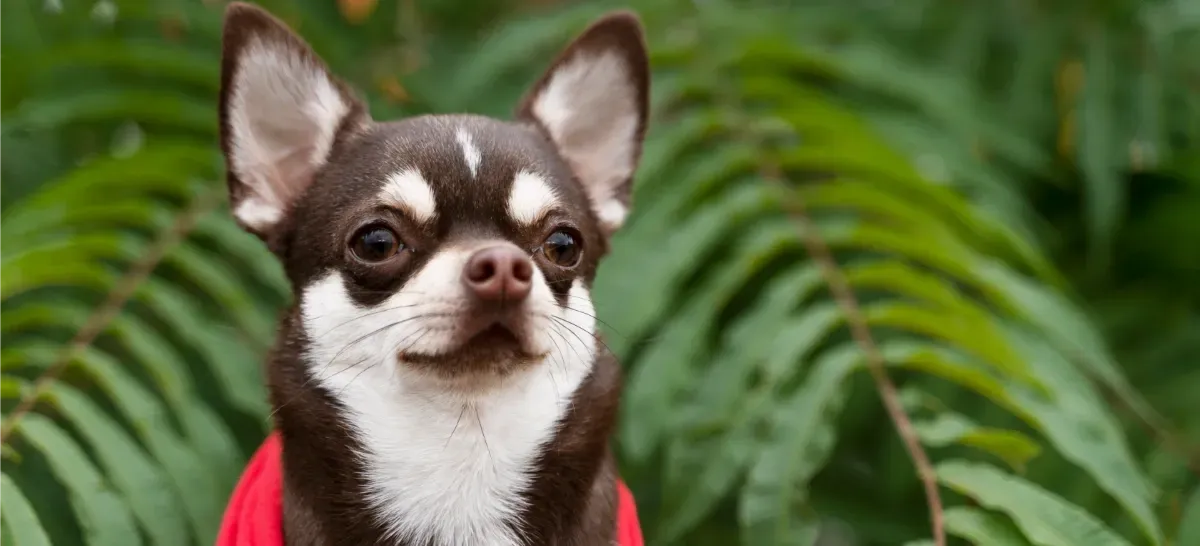 10 señales de que tu mascota necesita veterinario urgente