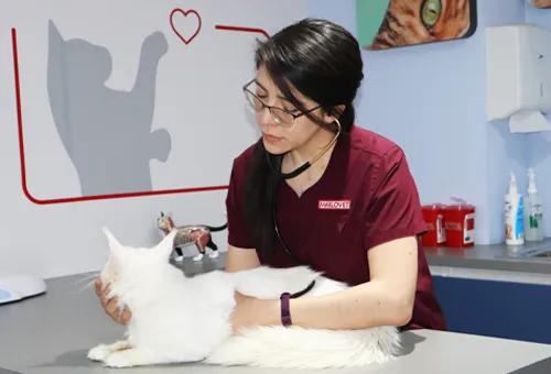 Hospital Veterinario Marlovet